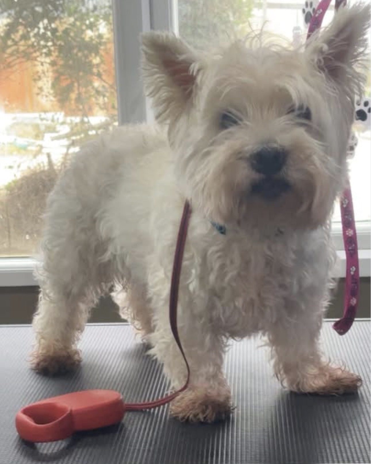 Grooming result 1
