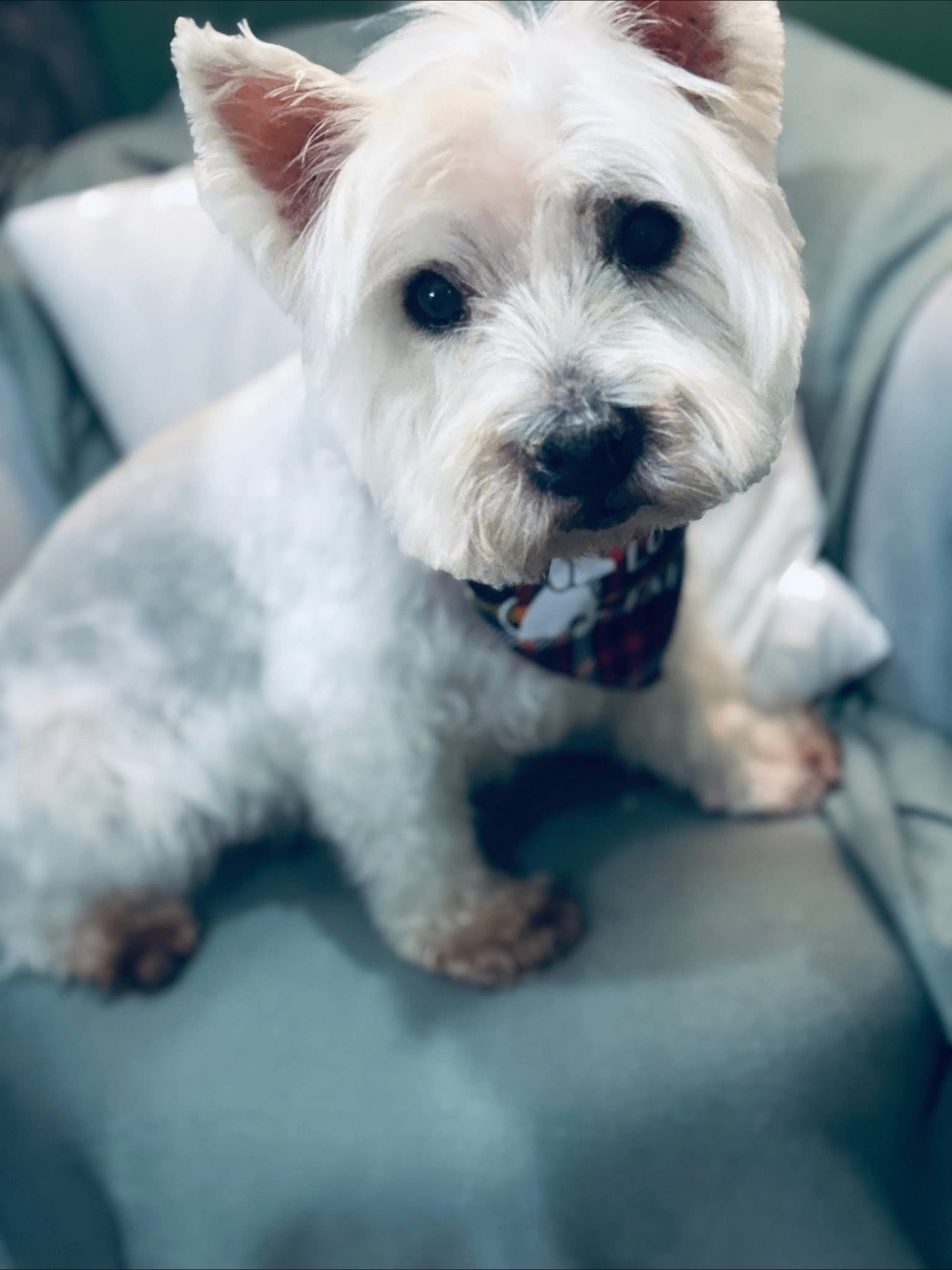 Grooming result 2