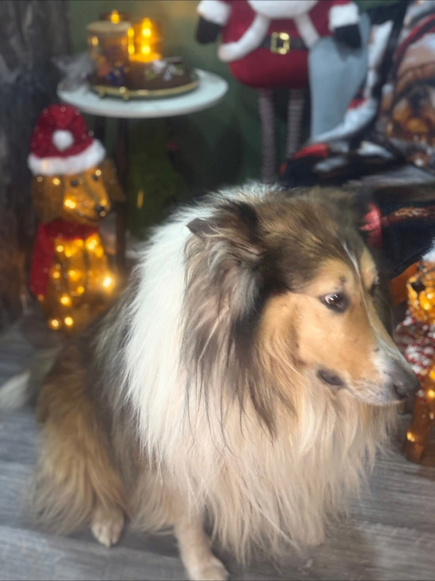 Grooming result 4
